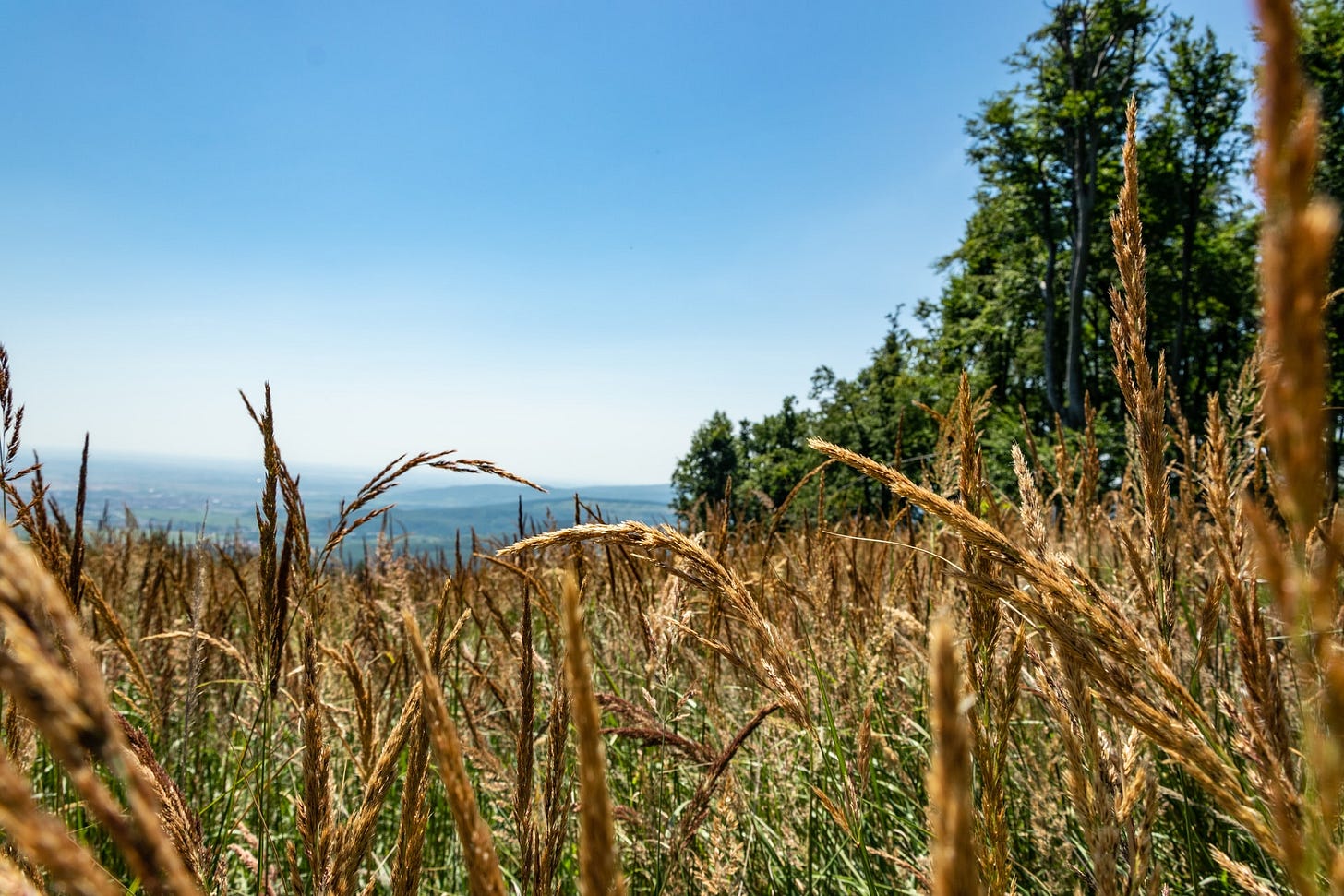 Photo by Dominik Dancs(https://unsplash.com/@dodancs?utm_source=unsplash&utm_medium=referral&utm_content=creditCopyText) on Unsplash(https://unsplash.com/s/photos/grain-sun?utm_source=unsplash&utm_medium=referral&utm_content=creditCopyText)
